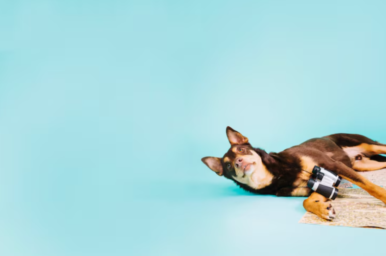 The gear we'd actually buy for our own pets