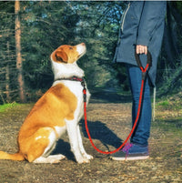 Reflective Nylon Dog Leash Rope for Small, Medium & Large Dogs, Paws and Whiskers