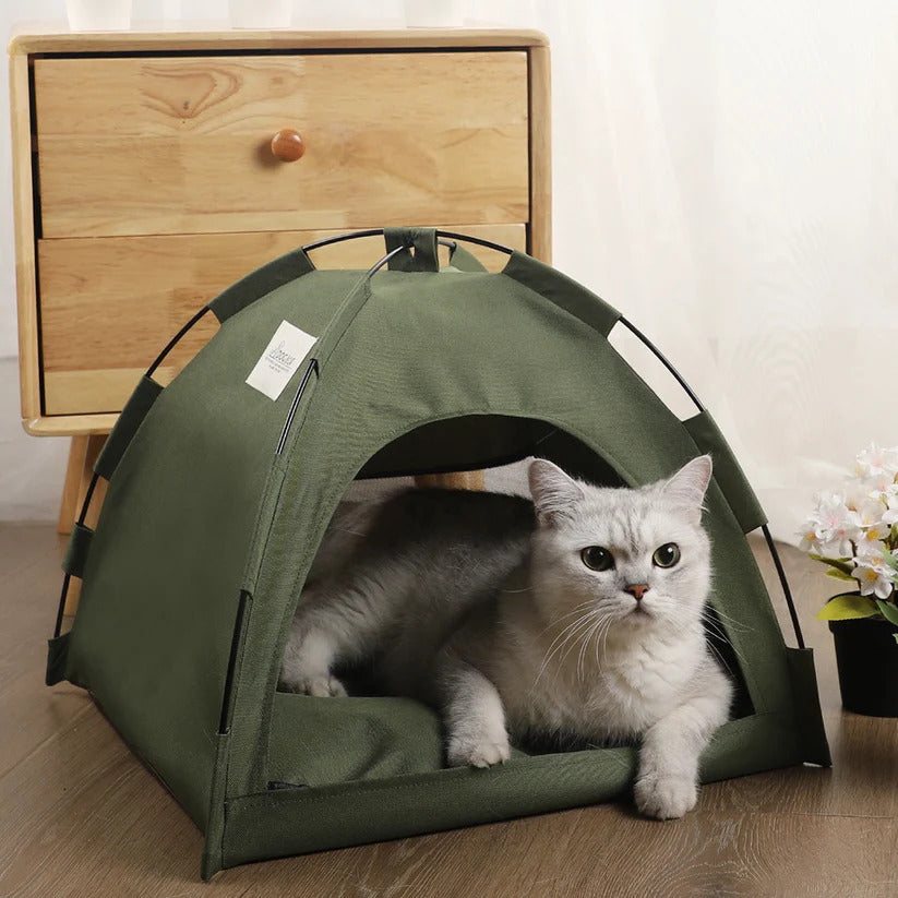 Gear your pet will actually love wearing
